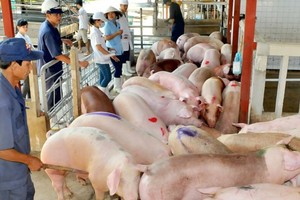 可追溯來源的VietGAP豬送到屠宰場。