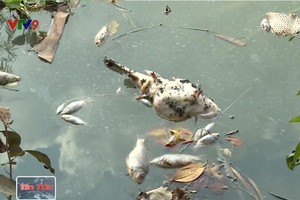 平福省上十噸網箱養魚異常死亡。（圖源：VTV9）