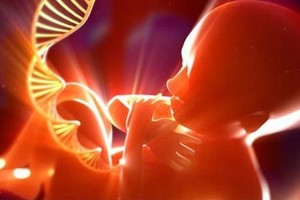 研究人員向即將開始受精形成胚胎的卵細胞注射可編輯基因的化學物質。（示意圖源：互聯網）