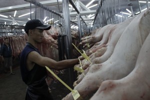 圖為福門集散市場的豬隻，均帶上追溯二维码脚环，全部能追溯豬隻的來源地。（圖源：阮智）