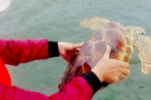 珍稀的玳瑁即將放歸大海。