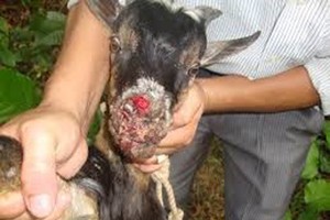 圖為一起典型的口蹄疫疫情。（示意圖源：互聯網）