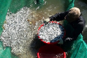 芽莊市漁民今年白飯魚捕撈大豐收。(資料圖源：互聯網)