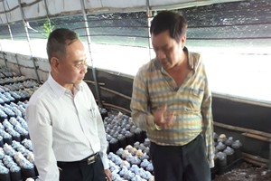 林春忠總經理（右）介紹他種植 的靈芝。