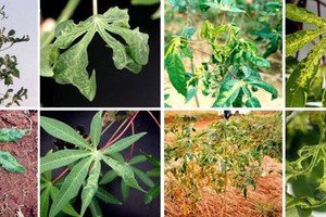 木薯葉斑病及其他變體的葉斑。（圖源：互聯網）