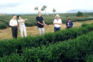 林泉（左三）向來賓介紹去年收購的茶園。
