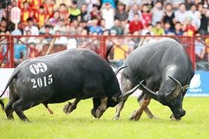 文體與旅遊部已頒行第3050號《決定》，批准加強圖山鬥牛盛會和其他鬥牛活動組織。（示意圖源：互聯網）