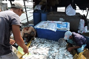 養戶打撈死魚以銷毀。(圖源：春勝)