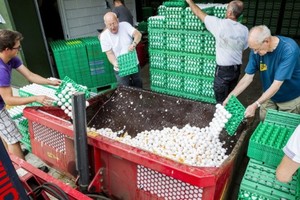 工作人員銷毀雞蛋。（圖源：互聯網）