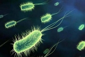 耳道假絲酵母菌已在全英55家醫院蔓延，目前已有200多名病人被發現攜帶該致命病菌或被感染。（示意圖源：互聯網）