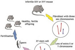 科學家已成功讓因性染色體數量異常而不育的小鼠當上爸爸。（圖源：互聯網）