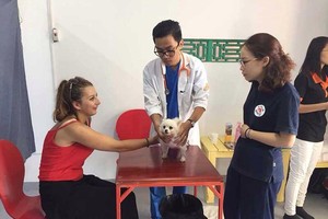 寵物在河內貓狗救護站得到照料。（示意圖源：互聯網）