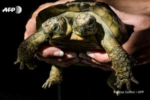 （資料圖源：AFP）