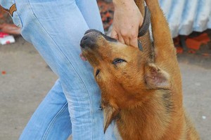 平政縣某居民區的狗被投毒致死場合。