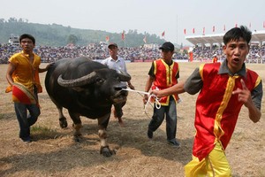 若組織工作妥善，圖山鬥牛盛會將會成為旅遊產品。