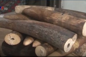 被查獲的走私象牙。（圖源：VTV）