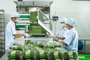 VinEco 公司的無公害蔬菜生產線。