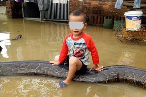 越南 3 歲男孩“騎”巨蟒照引爭議。（圖源：互聯網）