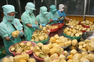 出口菠蘿罐頭廠生產線。（示意圖源：互聯網）