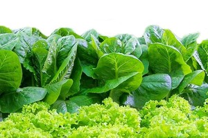 （示意圖源：互聯網）