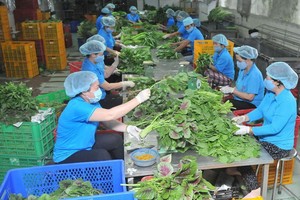 福安合作社加工出口達VietGAP標準的蔬菜。