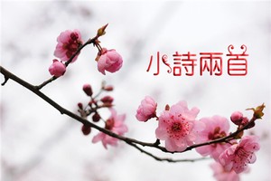 桃花。（示意圖源：互聯網）