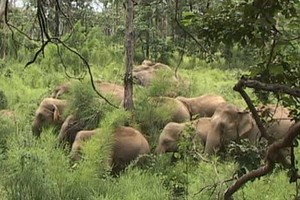 同奈省野象群破壞農作物。（圖源：仕宣/越通社）