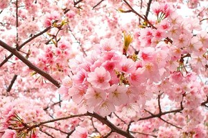 老屋花園裡的櫻花盛開一瞥。（示意圖源：互聯網）