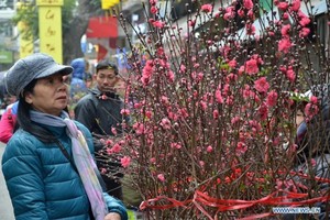 河內市民眾選購艷紅桃花樹枝。