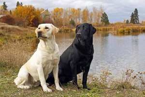 （示意圖源：互聯網）