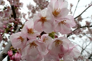 嬌花喜迎春。（示意圖源：互聯網）