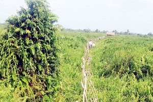 有九龍江平原綠肺葉之稱的幽明國家公園一隅。