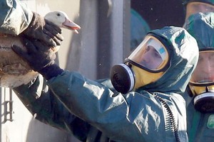 法國西部德塞夫勒省政府當地時間3日宣佈，該省一處農場日前發現低致病性禽流感病毒。為防止病毒擴散，農場內8500隻鴨將被執行“安樂死”。（示意圖源：互聯網）