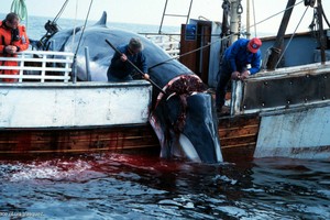 挪威漁業大臣桑貝格6日表示，挪威今年將捕殺小鬚鯨的配額數量提高至1278頭。（示意圖源：互聯網）