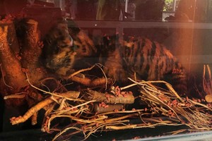 整隻小老虎被泡在玻璃酒缸內。（圖源：林園）