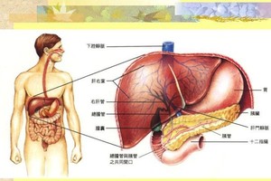 人體肝臟圖解。（示意圖源：互聯網）