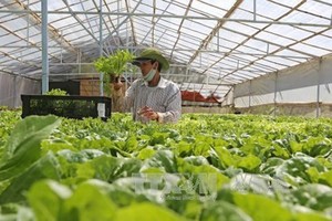 大勒農民耕種疏菜銷往本市市場。