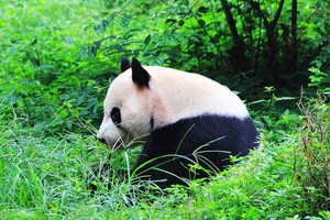 成都大熊貓