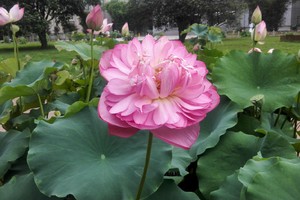 迎春蓮花》（示意圖源：互聯網）