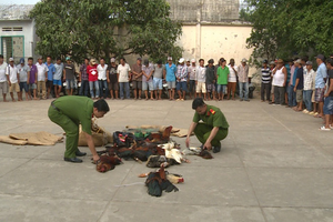 偵破鬥雞賭博場，當場逮捕數十名賭客，查扣30隻鬥雞。（圖源：文武）