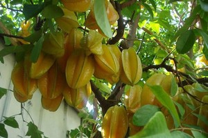 醫生表示，楊桃內含有的毒素可能對腎臟有問題、腎衰竭和正在接受透析治療患者中毒和死亡。（示意圖源：互聯網）