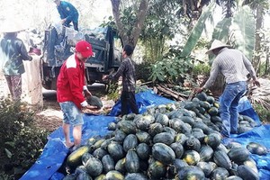 廣南省農業與農村發展廳從正式呼籲為西瓜農民解困後，各地方組織、個人和企業已前往購買農民的西瓜。（圖源：張虹）