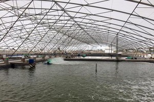 圖為薄寮省當前所應用的高新技術飼養蝦類模式之養蝦場一瞥。（圖源：互聯網）