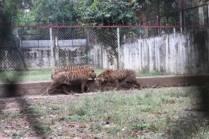 圖為阮戊戰一家的養虎場一瞥。（圖源：勞動者報）