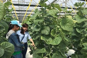 網舍中所種植的日本種網瓜與香瓜帶有高經濟效益。