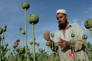 聯合國：阿富汗去年的罌粟種植面積約為32萬8000公頃，創歷史新高。（示意圖源：互聯網）