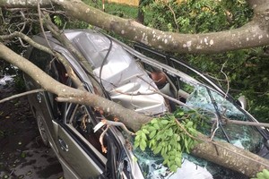 汽車遭大樹傾倒砸扁現場。（圖源：武山）