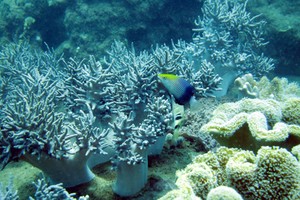 廣南省努力保護海洋生物多樣性。（圖源：互聯網）