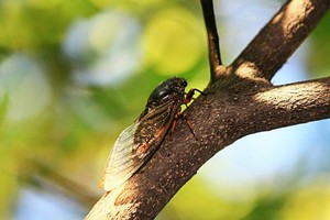 （示意圖源：互聯網）