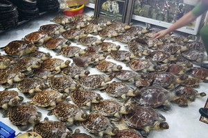 被查獲的珍稀海龜標本。（圖源：P.Q.T）